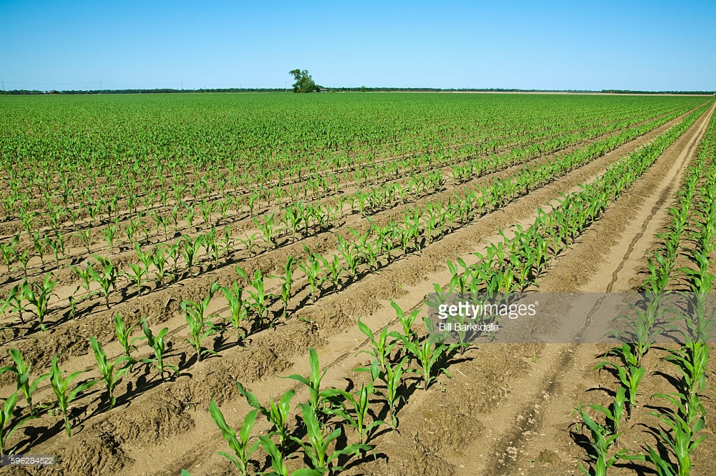 field cornjpg